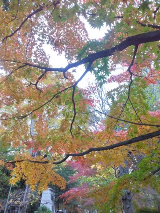 太子堂紅葉1.jpg