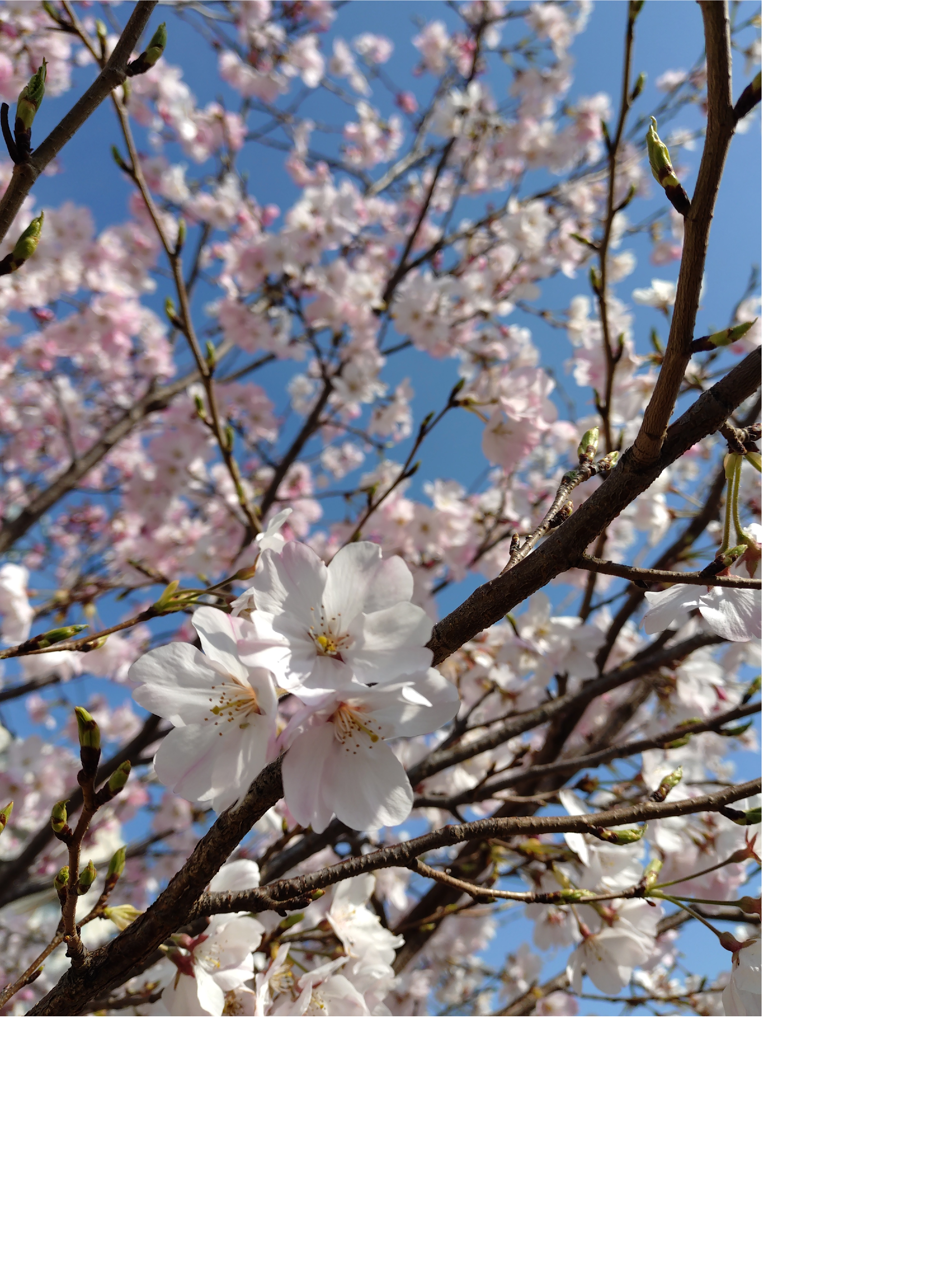 20260324_桜 縮小版.png