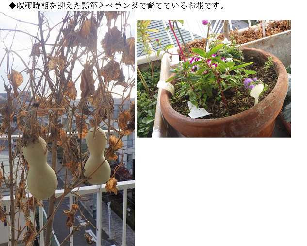 ひょたんとお花※再.png