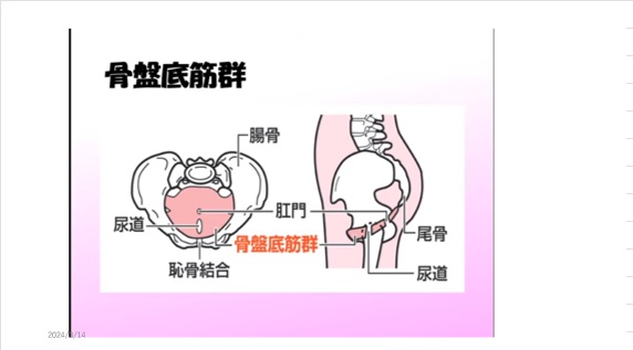 骨盤jpg.jpg