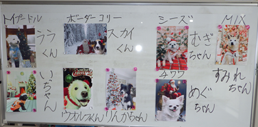 ８匹のワンちゃん紹介.png